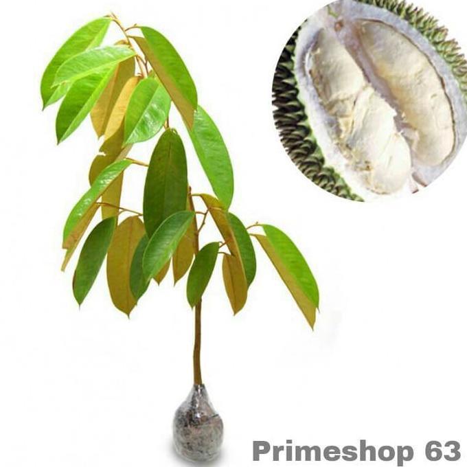 Free Onhkir! Bibit Durian Ajimah Kd1