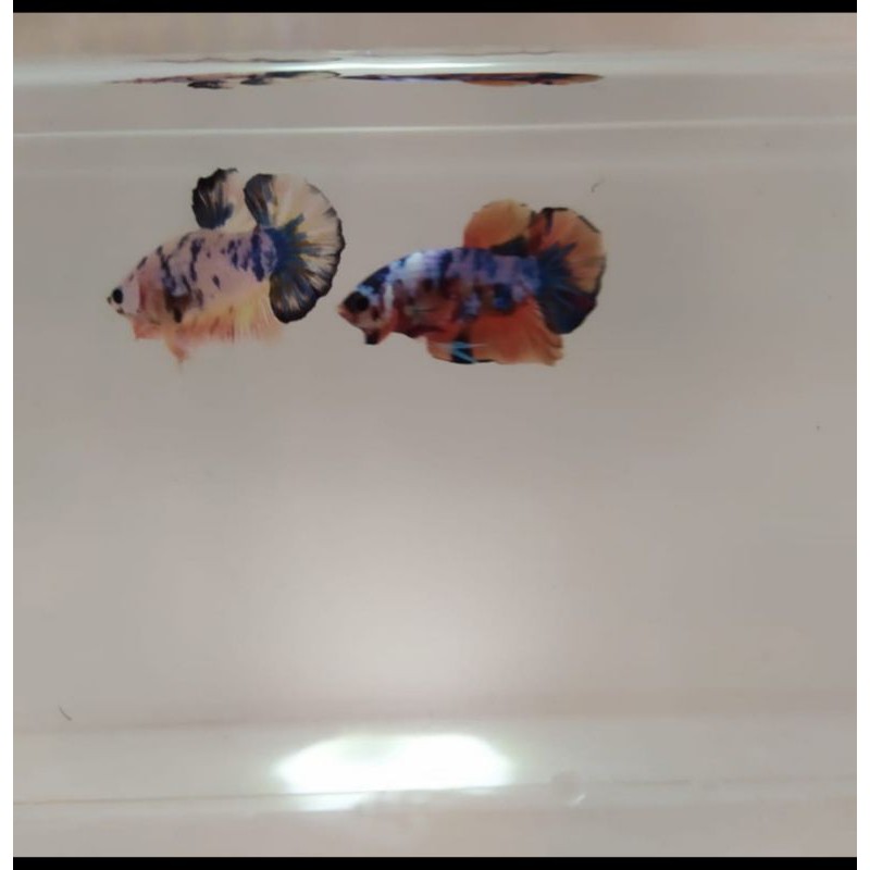 cupang nemo candy rainbow