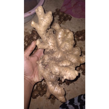 

JAHE GAJAH 500 GRAM