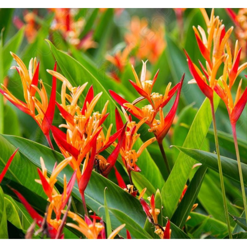 Tanaman Hias Heliconia /Tanaman Hias Pisang - Pisangan Heliconia
