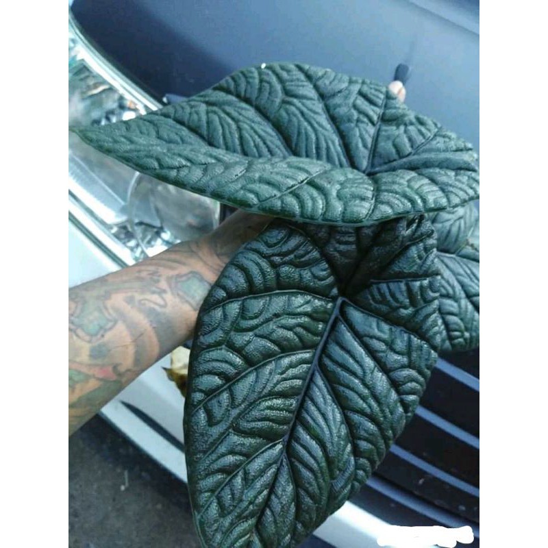 bonggolan alocasia