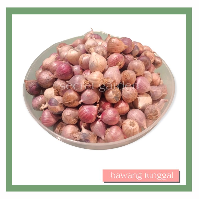 

Bawang Tunggal - Bawang Lanang 100 Gram - Herbal Premium By Secret Garden Store