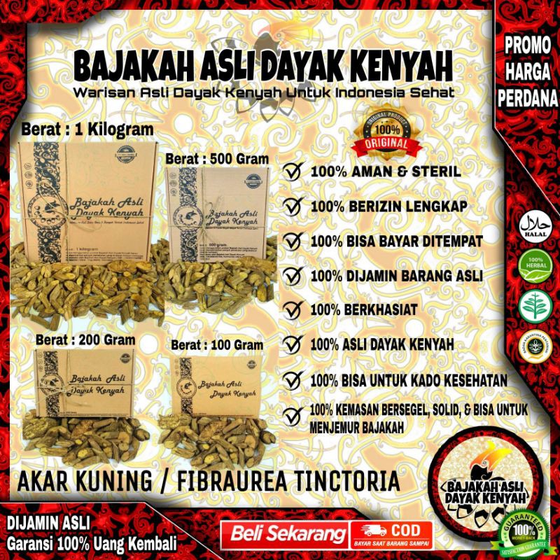 

BAJAKAH AKAR KUNING GRADE S+ FIBRAUREA TINCTORIA - BAJAKAH ASLI DAYAK KENYAH