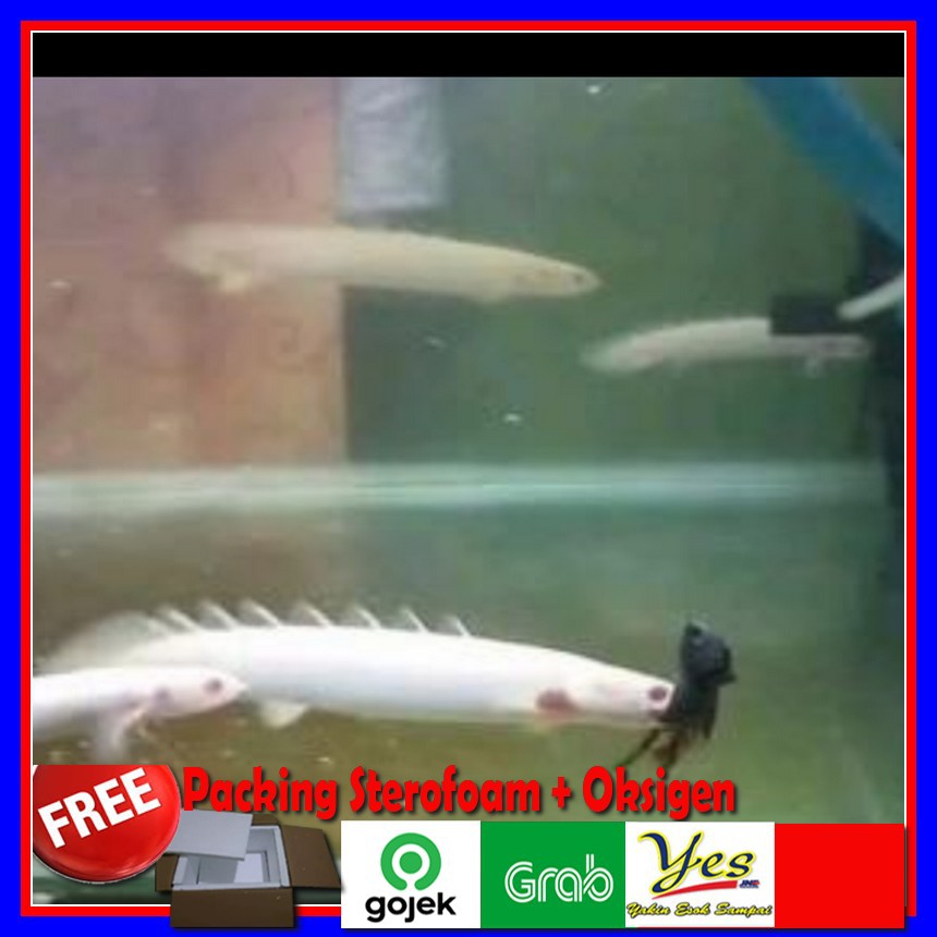 Ikan Palmas Albino Naga Putih Predator Air Tawar