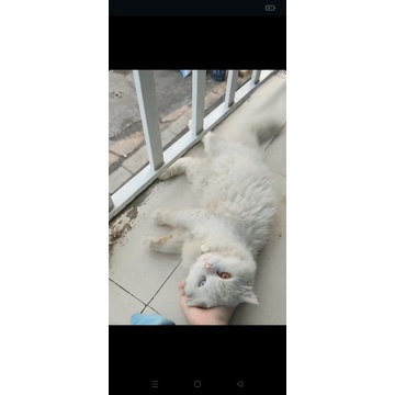 Kucing Persia Flatnose Flat Odd Eye Mata Langka