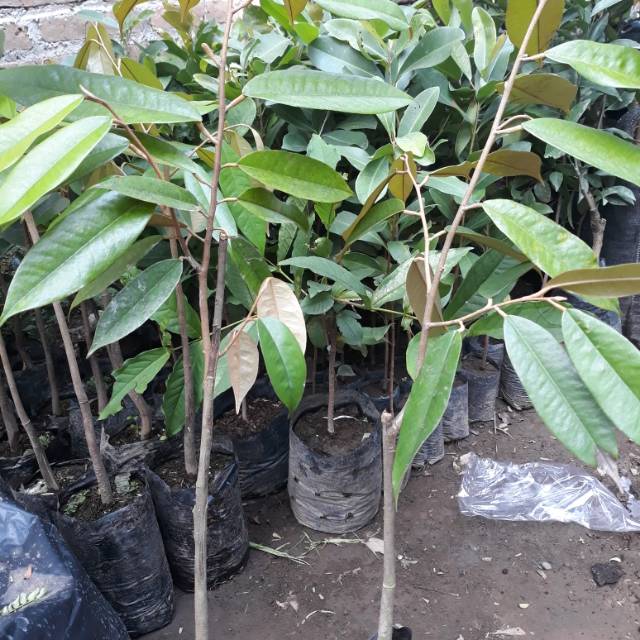 Paket 3  bibit  durian