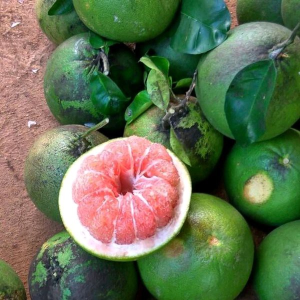 Bibit Jeruk Bali Merah