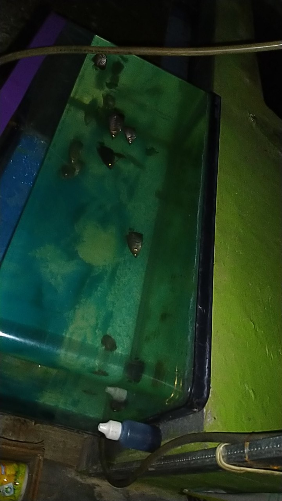 Gurame Soang Ukuran Nyilet Sehat Cepat Besar