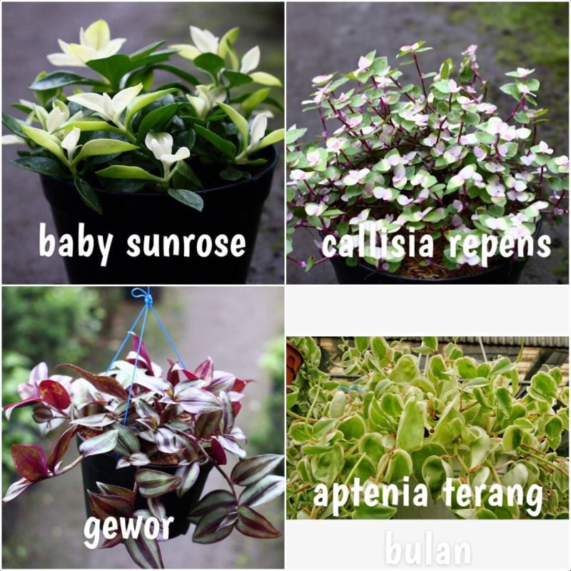 paket tanaman pot gantung paket tanaman hias tanaman gantung