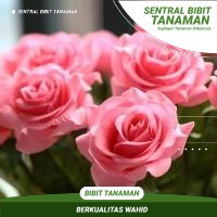 Bibit Bunga Mawar Import Berbunga