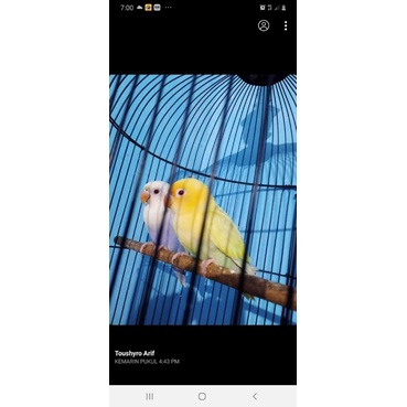 lovebird pf