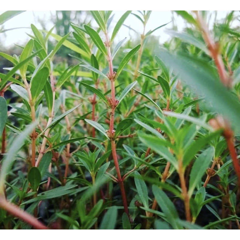 Rotala ramosior Florida - tanaman aquascape