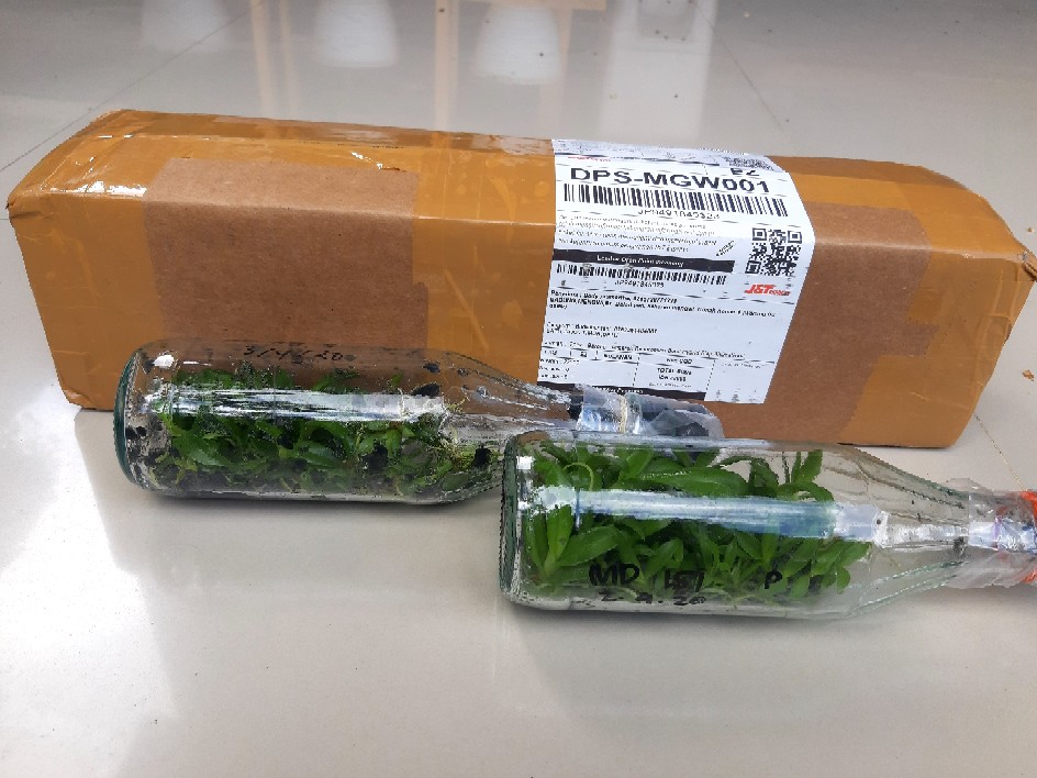 Anggrek Dendrobium Botol Hybrid Siap Aklimatisasi