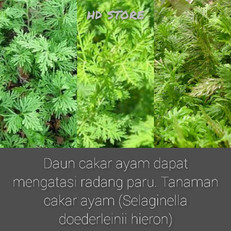 

daun cakar ayam fress 1 kg,diambil ketika order masuk