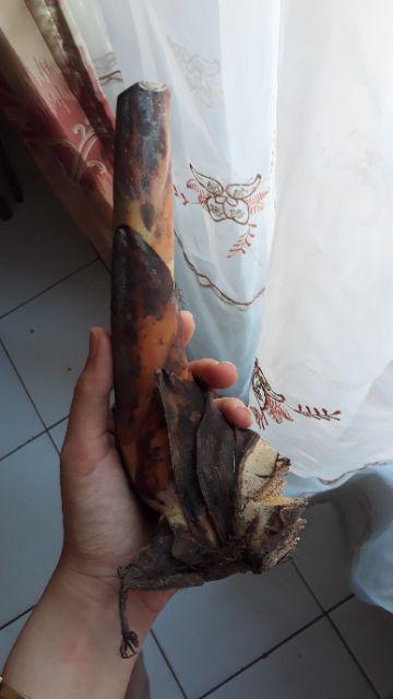 Manbar - Bibit Honje Merah Atau Honje Laka