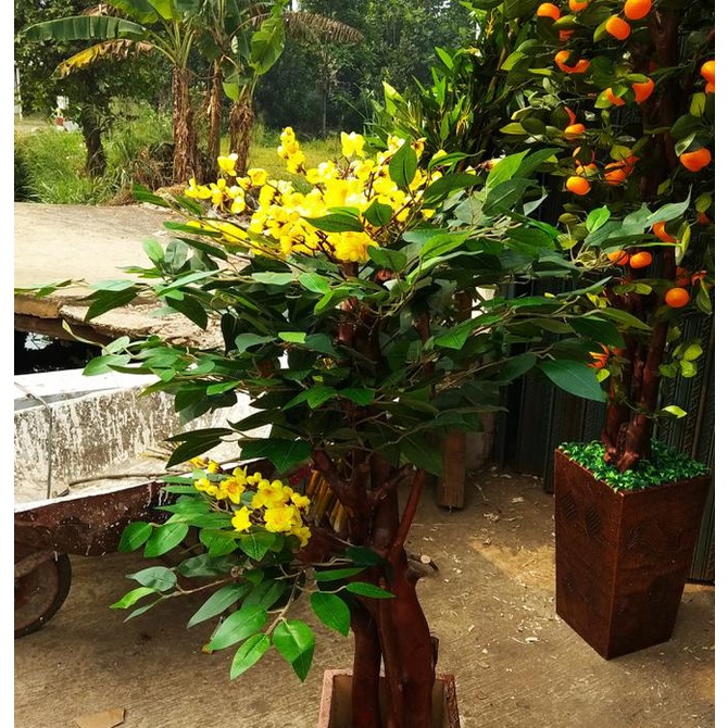 bonsai beringin mix sakura / bunga hias