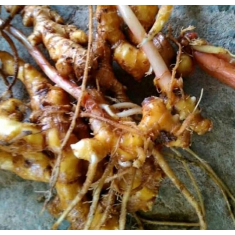 

Umbi Lempuyang segar obat herbal alami 1kg