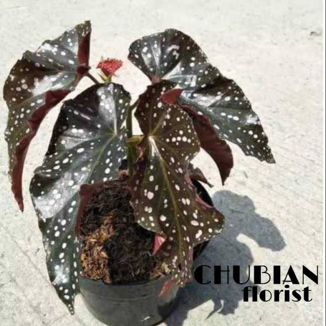 Tanaman hias begonia polkadot angel wing