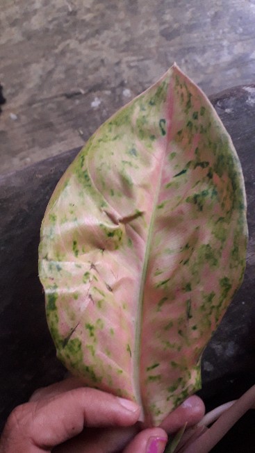 Aglonema Murah Warna Pink