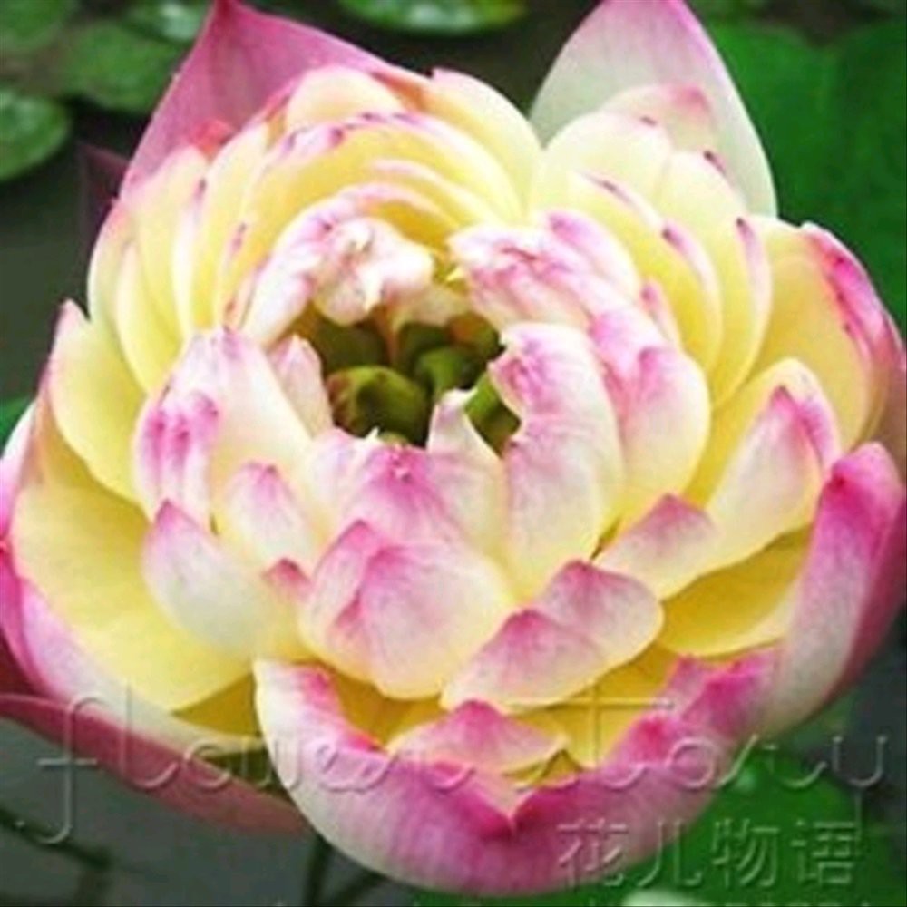 1 Biji Bunga Lotus 12 - Phillipines Gold Lotus