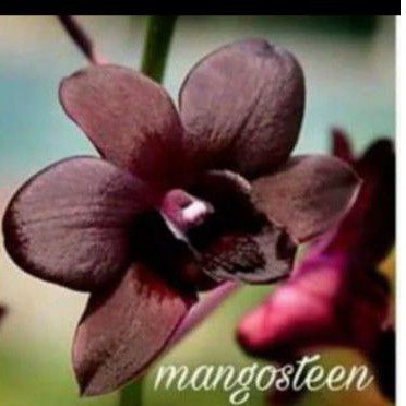 ANGGREK DENDRO MANGOSTEEN
