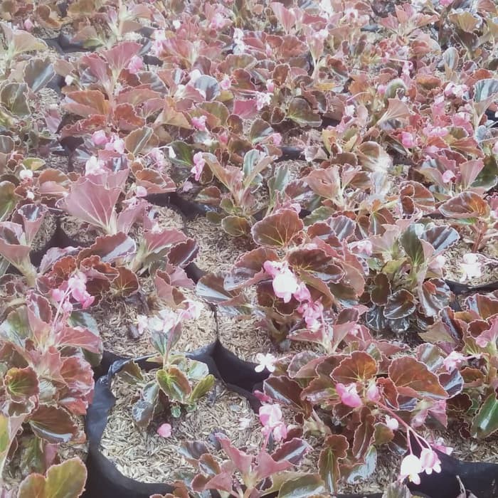 tanaman hias begonia..  MURAH