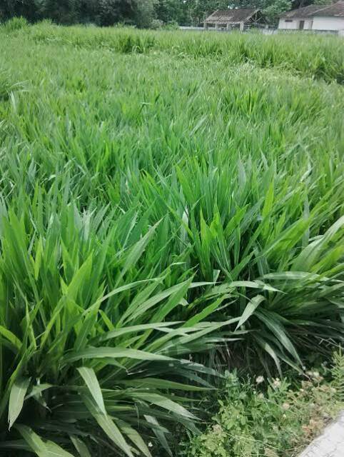 Bibit Rumput Odot Super