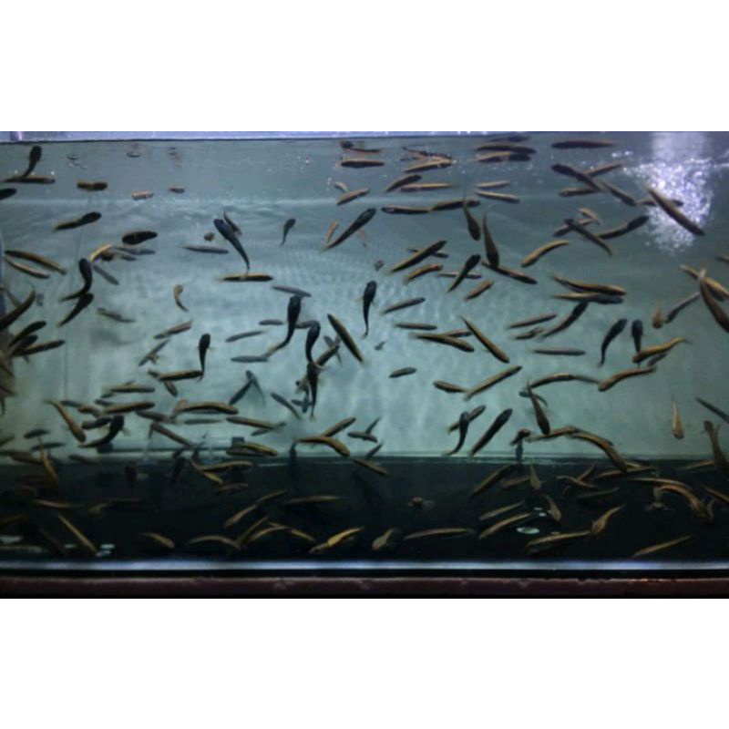 ikan channa maru yellow sentarum (red eye)chana maru