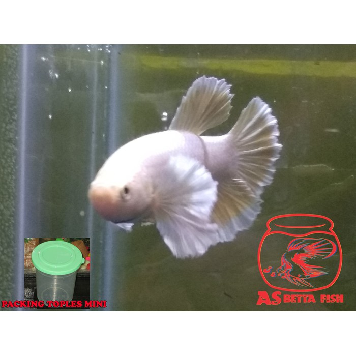 Betta Splendens - Cupang Hias Plakat Dragon Dumbo Ear Soft Gold