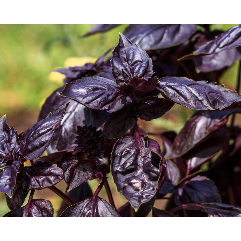 Benih Bibit Biji - Basil Red Leaved Burgundy Herb Seeds - IMPORT