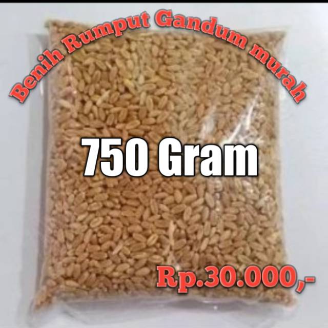 Rumput Gandum , Wheat Grass