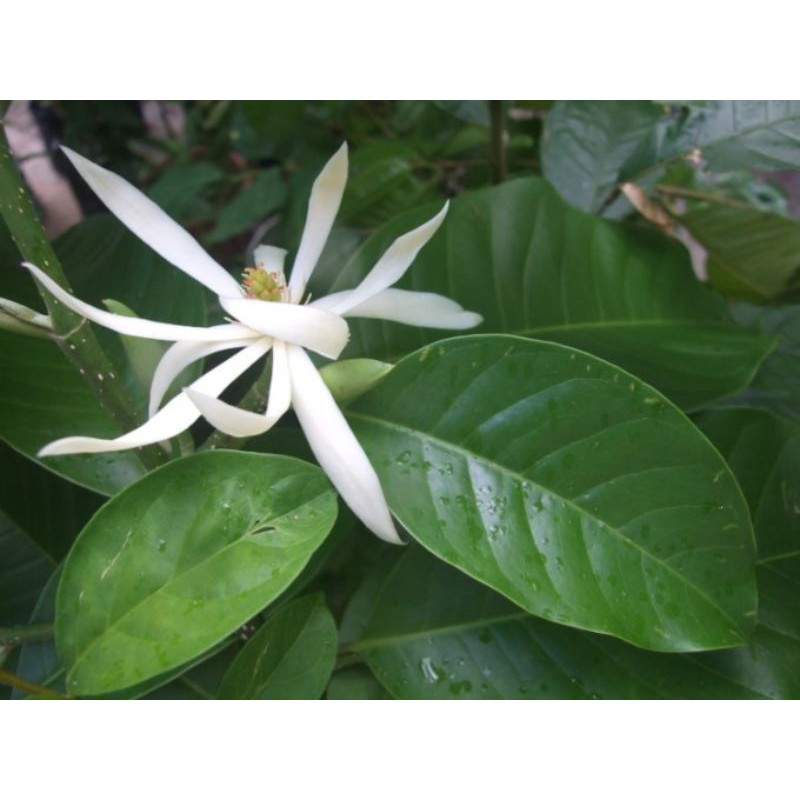 Bibit Tanaman Bunga Kantil Putih (Kembang Kantil)