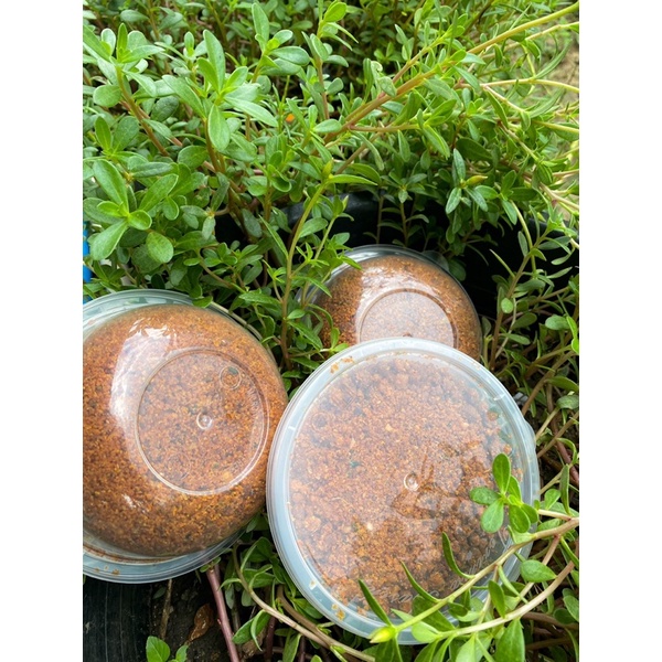 

SAMBEL PECEL BU IRA garingan tahan lama