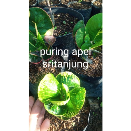 puring apel sritanjung