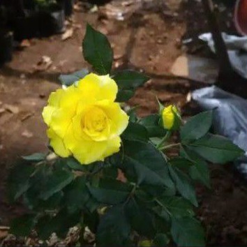 Tanaman hias mawar /bunga mawar/tanaman mawar kuning/tanaman hias bunga