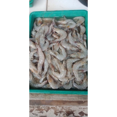 

Udang panami gede 250gram