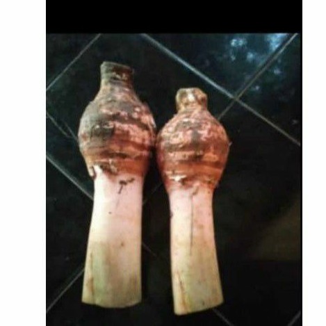 

Talas SUTRA Talas Ketan , Umbi Talas Ketan Asli pulen dan empuk