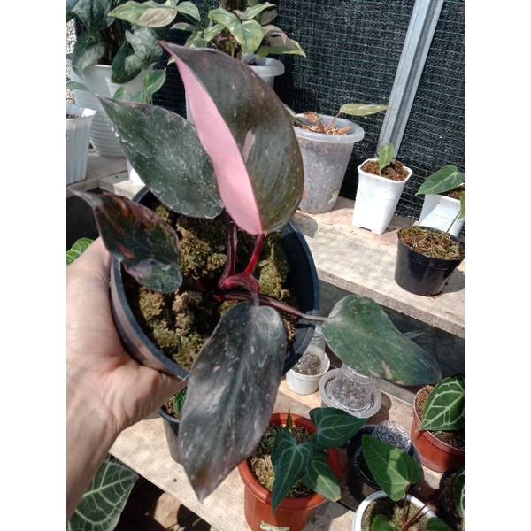 Philodendron Pink Princess Black Cherry