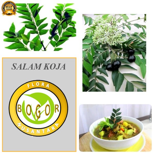 

DAUN SALAM KOJA / KARI / TEMURU SEGAR 1 KG