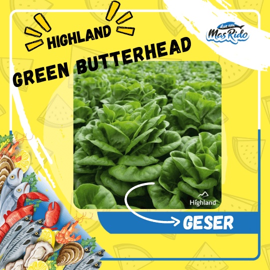 

Butterhead Highland Salanova Green Selada Hijau Segar Termurah