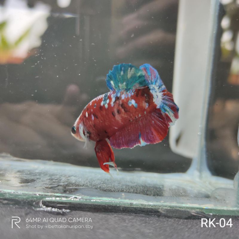 Realpict Ikan Hias Cupang Red Koi Galaxy Murah Cupang Betta RK-04