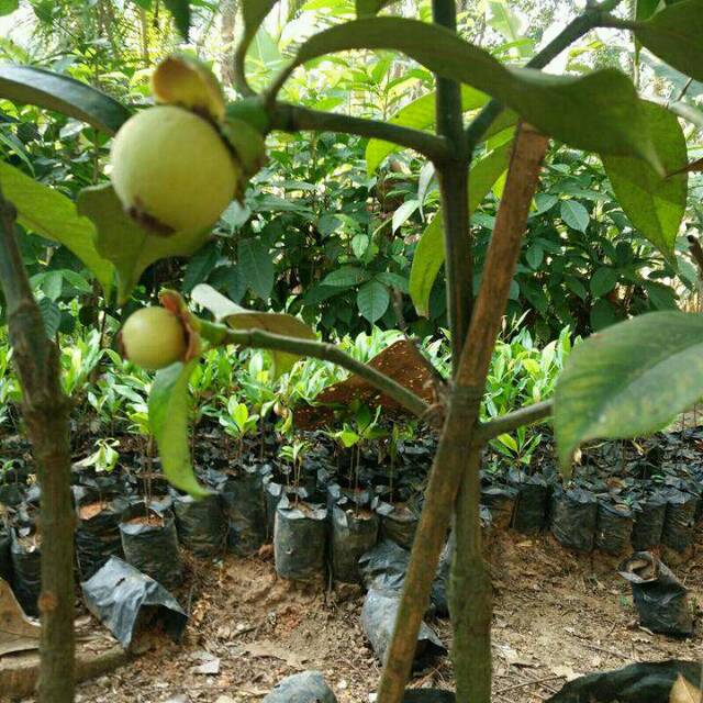 Bibit Tanaman Buah Manggis Sudah Berbuah