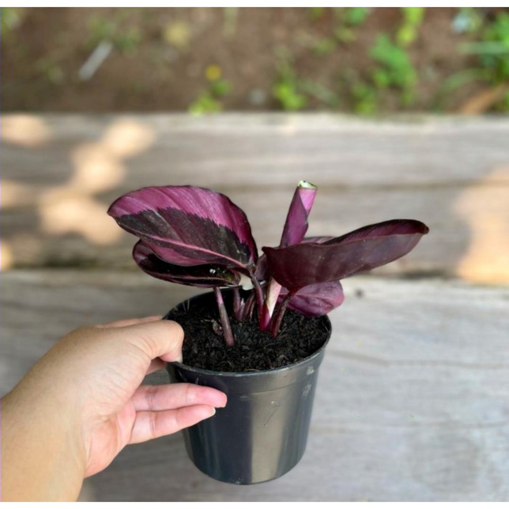 Calathea Pink Jessy 4-5 Daun - Kalatea - Tanaman Hias Indoor - Bunga