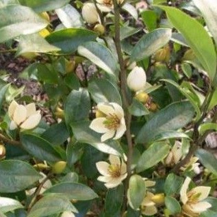 Tanaman Cempaka Mulia / Cempaka Mulya