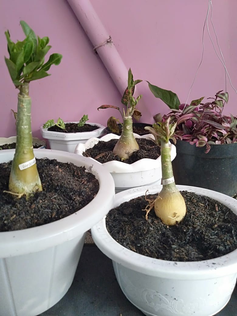 Adenium Grafting royan Empress