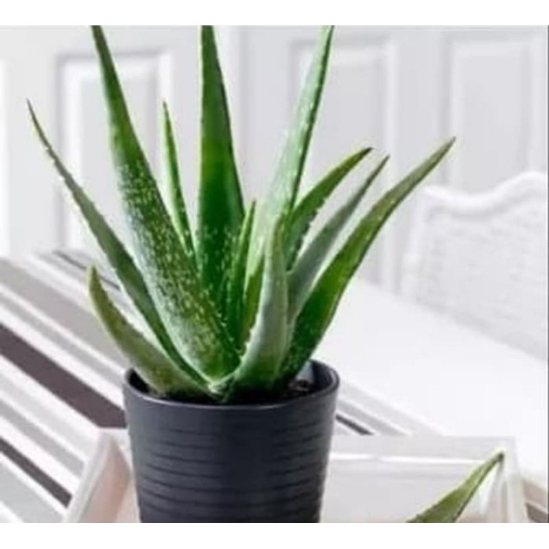 Tanaman hias lidah buaya // tanaman lidah buaya