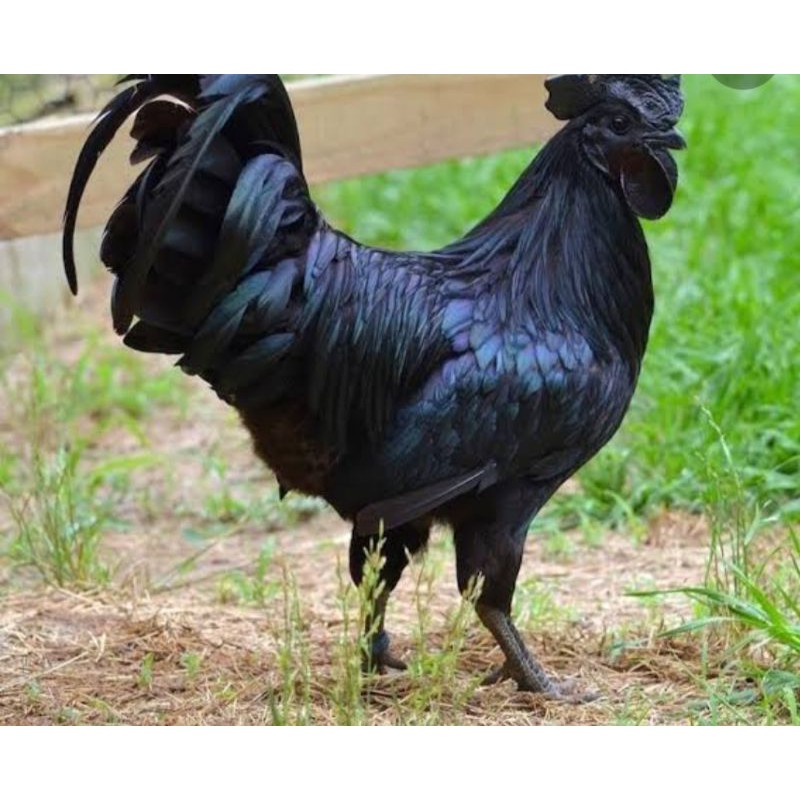 TELUR AYAM CEMANI LA(Lidah Abu)
