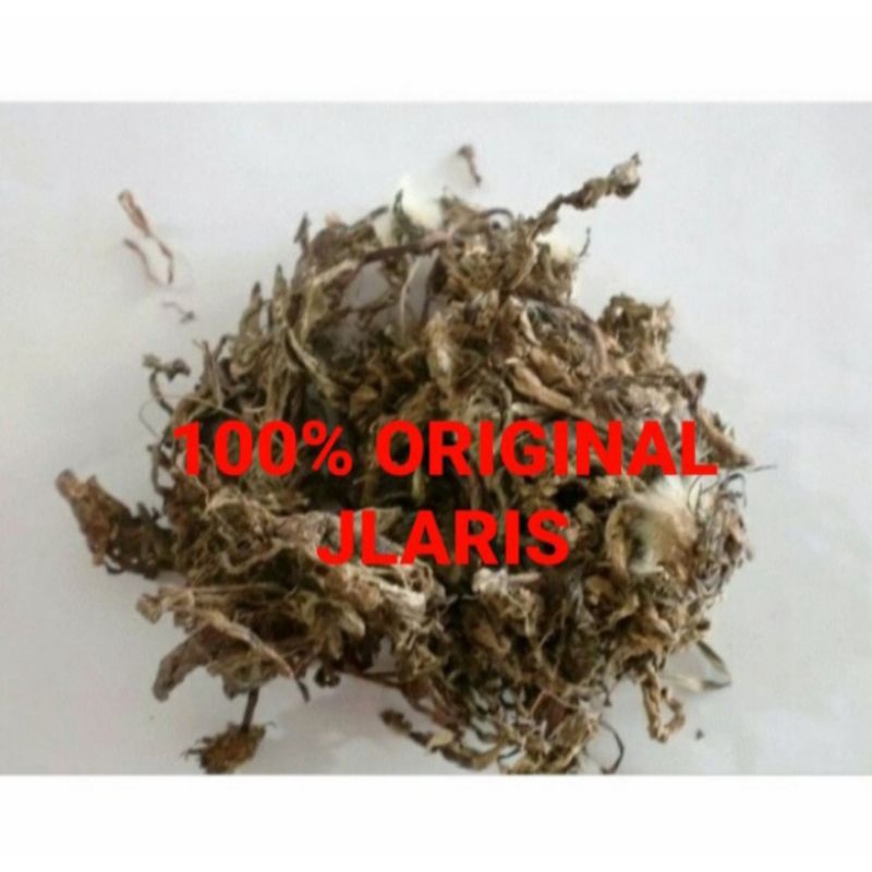 

Pu Gong Ying 100gr - Teh Dandelion Herbal Tea