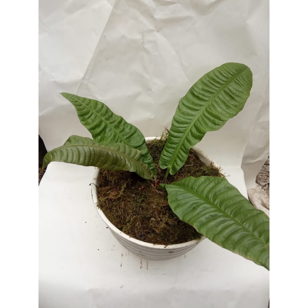 Tanaman Hias Anthurium Reflexinervium