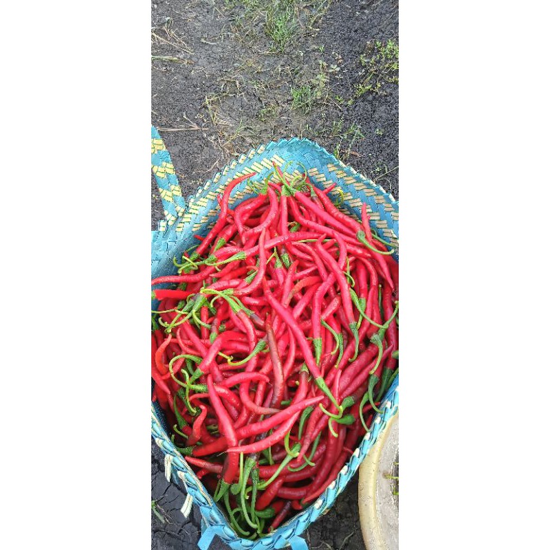 

Cabai merah kualitas super
